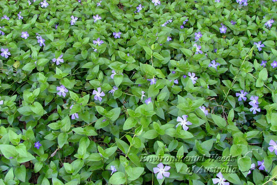 large periwinkle